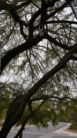 On Tree.jpg