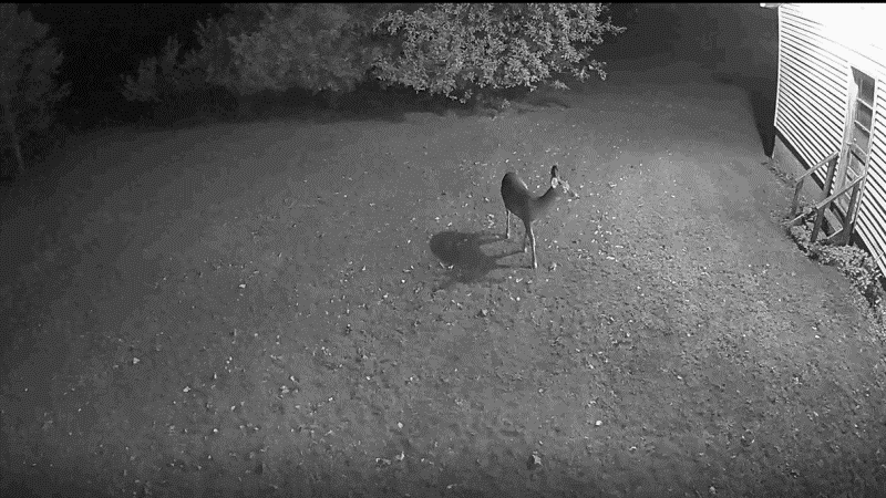 Arlo 2024 trail camera