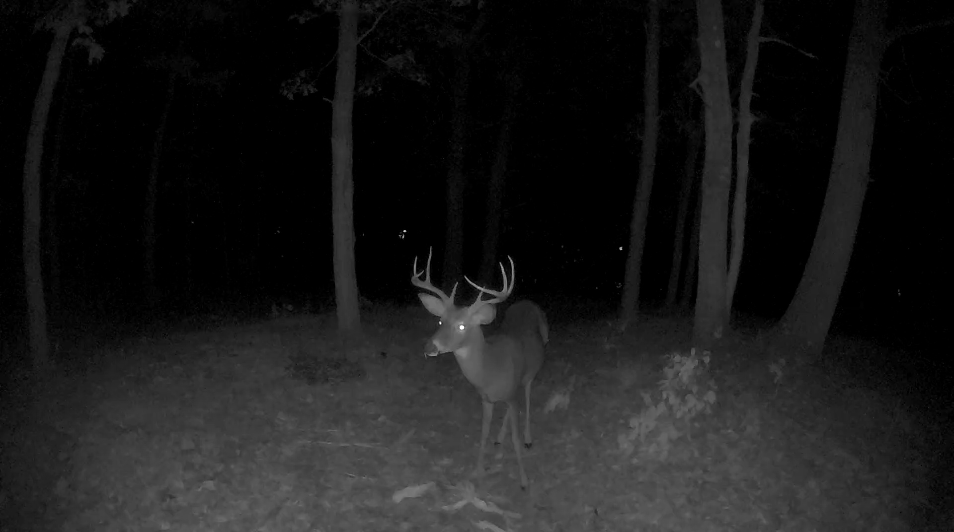 Dark night vision Arlo Community