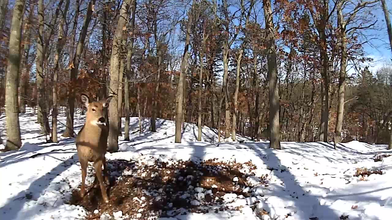 deer12.jpg